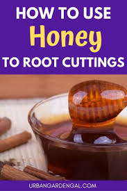 Spray again when almost dry. How To Use Honey As A Rooting Hormone For Cuttings Rooting Hormone Rooting Hormone Diy Hormone Herbs