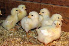 Gambar animasi ayam betina terbaik. Pemberian Anak Ayam Diprioritaskan Di Pinggiran Bandung Republika Online