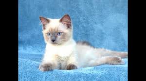 Mixed breeds, or simply domestic cats, are the most popular pets in the world. 20 Most Expensive Cat Breeds In The World Crazy Rich Pets