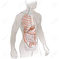 Human organs internal diagram, body of human internal organs, brain, heart, lungs, liver, stomach, intestine. Human Anatomy Body Parts Skeleton Liver Kidney Lung Stomach Royalty Free Cliparts Vectors And Stock Illustration Image 62240428