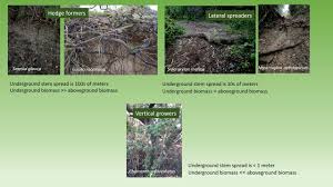 Image result for Mystroxylon