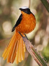 These birds also lend their name to a colorful flower. Paradise Birds Katrin Katrin Paradise Birds Set 76 Sexyblog Or Is That Just A Bird