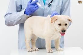 puppy vaccinations how when and why pets4homes