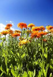 Ringelblume Kostbare Natur Krauter Pflanzen Heilpflanzen Garten Pflanzen