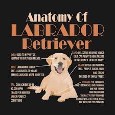 Check Out This Awesome Cute And Funny Anatomy Of A Labrador Retriever Design On Teepublic Labrador Funny Labrador Retriever Funny Labrador Retriever Shirt