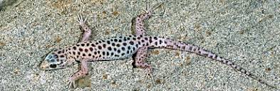 Image result for Dignathia gracilis