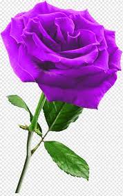 We did not find results for: Bunga Mawar Ungu Ungu Putih Floribunda Png Pngwing