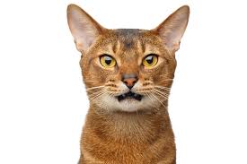 When you realize the treat jar is empty... again!