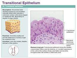 Eight Types Of Epithelial Tissue Tissue Biology Skin Anatomy Body Tissues