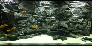 Fish Tank Background In 6 Foot Aquarium Aquarium Fish Tank Aquarium Driftwood