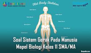 Sendi menciptakan atau membentuk cairan synovial yang menjadi pelumas dalam pergerakan sendi. Lengkap Soal Sistem Gerak Pada Manusia Mapel Biologi Kelas 11 Sma Ma Bospedia