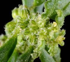 Image result for Dysphania pumilio