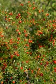 Image result for Asparagus buchananii