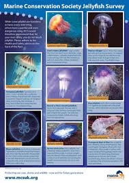 increasing numbers of jellyfish in the uk simply scuba uk