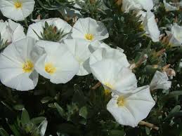 Image result for Convolvulus aschersonii