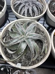 Image result for Dyckia