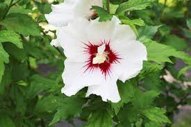 Er entwickelt seine blüten an den neuen trieben. Blutezeit Wann Bluht Der Hibiskus Gartenlexikon De