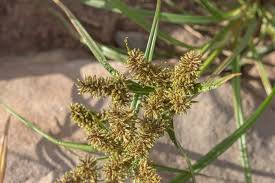 Image result for Cyperus fischerianus