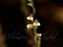 Image result for Zeuxine