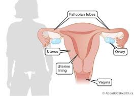 The female reproductive anatomy includes parts inside and outside the body. Reproduction