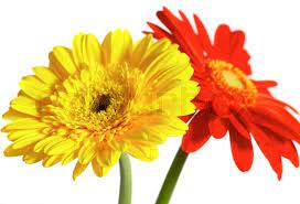 We did not find results for: Red And Yellow Flower On A White Stock Image Colourbox