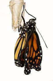 Pin By Becs Oorschot On For The Love Of Jenny Butterfly Chrysalis Butterfly Emerging Monarch Butterfly