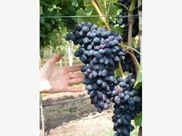 Tafelreben Fur Den Garten Trauben Weintrauben Reben