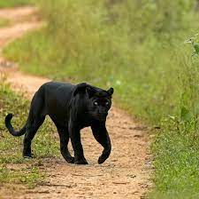 Big Cats Wild Cats Feline Big Cats