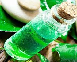Cay Agaci Yagi Tea Tree Oil Uses Tea Tree Oil For Acne Tea Tree Oil