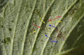 Spider mites belong to the mite family tetranychidae and they are a type of arachnid, not a kind of insect. Spider Mites Cannabis How To Identify Get Rid Of Them Quickly