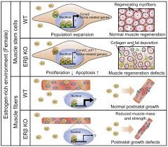The cytoplasm of the cell is the sarcoplasm. Eurekalert Science News Releases