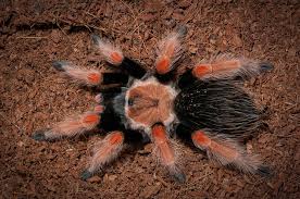 Image result for Brachystegia allenii × boehmii