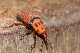 Image result for Allophylus ferrugineus