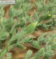 Image result for Cressa cretica