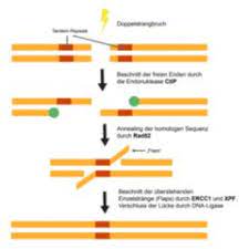 Dna is passed from parent to child, so you inherit your snps versions from your parents. Single Nucleotide Polymorphism Doccheck Flexikon