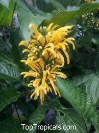 Image result for Justicia aurea