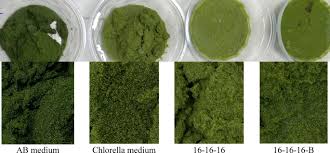 Image result for Wolffia globosa