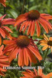 Hybrid Coneflower Summer Fire Echinacea X Hybrida Planting Flowers Flowers Perennials Perennials