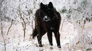 Perfect screen background display for desktop, iphone, pc, laptop, computer, android phone, smartphone, imac, macbook, tablet, mobile device. Black Wolf Wallpaper Background 1920 X 1080 Id 186172 Wallpaper Abyss Black Wolf Animal Wallpaper Animals Wild