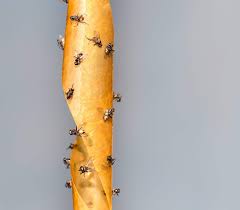 Check spelling or type a new query. Got Gnats How To Get Rid Of Fungus Gnats Environmental Pest Management