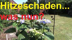 Check spelling or type a new query. Hortensie Hitzeschaden Hortensie Sonnenbrand Hortensie Geht Ein Hortensien Hitze Verbrannt Youtube