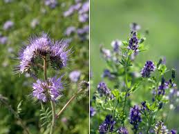 Grundungung Macht Mude Beete Munter Gartenzauber