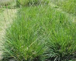 Image result for Anthephora pungens