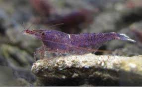 Hacker5885 S Image Freshwater Aquarium Shrimp Betta Aquarium Shrimp Tank