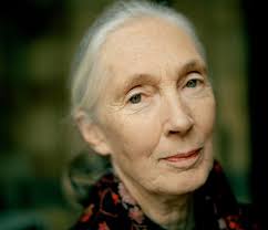 Un messenger of peace jane goodal addresses a student observance. Jane Goodall Talks About How To Be A Better Tourist