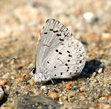 Image result for Celastrina argiolus