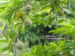 Image result for Annona squamosa