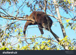 Kuse Kuskus Bear Cellebes Climbing Tree Stock Photo 1999706579 |  Shutterstock