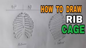 Look for clues from landmarks and muscle the rib cage is often simplified as an oval shape. How To Draw Rib Cage Step By Step Tutorial Video Youtube