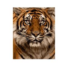 Understand and compare the art of how to frame a diamond painting. Amazon Hot Selling Tiger S Face Photography Decorative Indoor Hanging Painting By Numbers Diy Digital Oil Painting With Frame Buy Canvas Face Oil Painting New Design Wall Decoration Oil Painting Oil Painting By Numbers